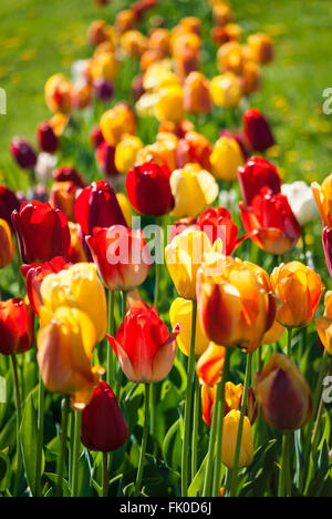 Une rangée de tulipes colorées au printemps. Banque D'Images