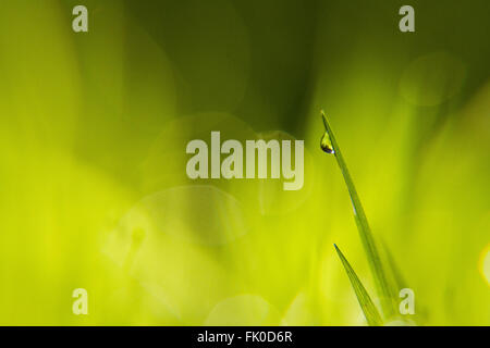 La rosée du matin sur un brin d'herbe. Banque D'Images