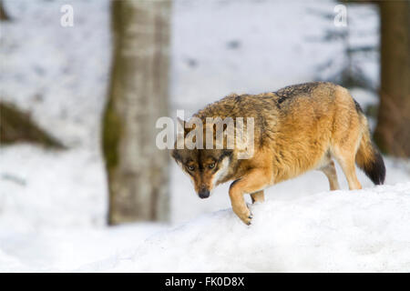 Le loup gris d'Europe (Canis lupus) marche dans une forêt snowly en hiver Banque D'Images