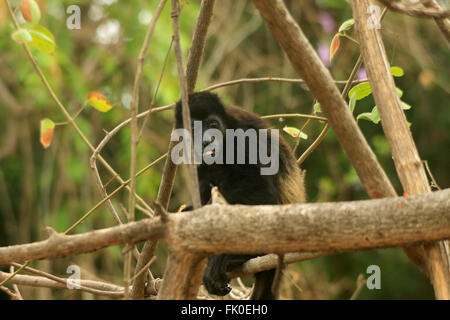 Jeune noir fuligineux singe hurleur (Alouatta palliata) jouant dans les arbres après avoir mangé à Guanacaste, Costa Rica Banque D'Images