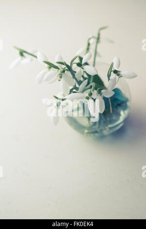 Snowdrop Galanthus nivalis (commune), close up Banque D'Images