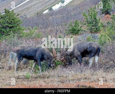 Au cours de l'orignal Bulll saison rut Banque D'Images