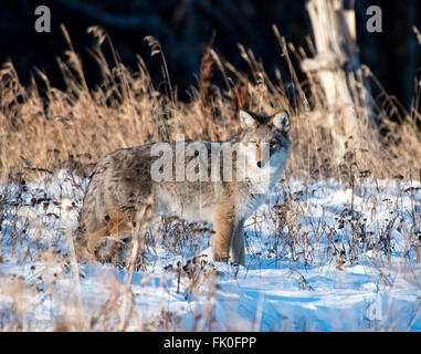 Le Coyote s'arrêter quand la chasse pour les campagnols Banque D'Images