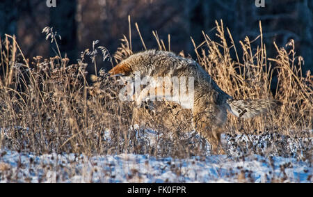 Un mouvement au-dessous de l'avis de coyote et de neige se jette sur le campagnol des champs. Banque D'Images