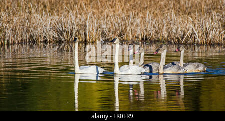 Une famille de cygnes Banque D'Images