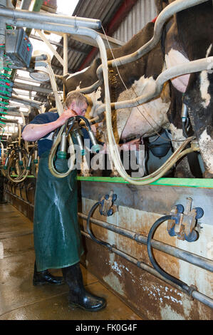 Mettre les unités de traite d'agriculteurs sur une vache laitière dans une salle de traite, Cumbria, Royaume-Uni. Banque D'Images
