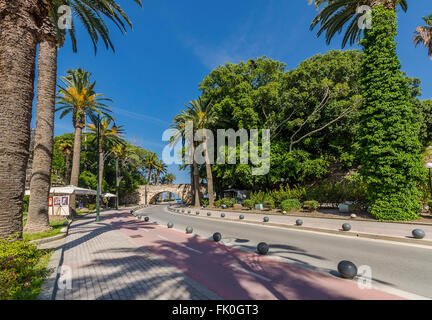 La célèbre avenue de Palm à l'île de Kos Grèce Banque D'Images