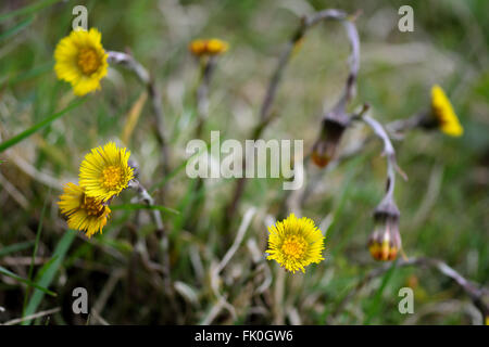 Tussilage (Tussilago farfara). Une fleur jaune au début du printemps à la famille (Asteraceae), une plante avec une longue histoire d'utilisation Banque D'Images