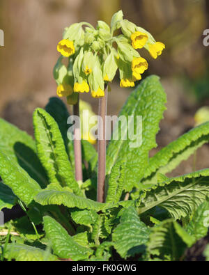 Coucou bleu (Primula veris). Fleurs de Printemps jaune de plante de la famille Primulaceae, la floraison dans un bois britannique Banque D'Images