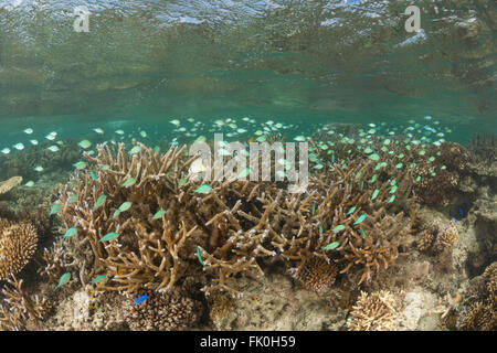 Les récifs coralliens sains avec une abondante vie marine dans la région de tambo ou aires marines protégées - duplex. Banque D'Images
