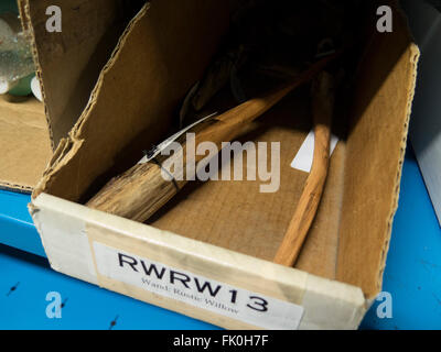 Articles vendus dans AzureGreen, un fournisseur en gros pour la Wicca, sorcellerie, chamanisme, Santeria, protestantisme, et spirituels. Banque D'Images