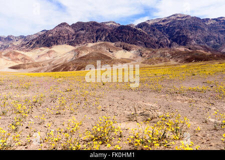 Super désert fleurissent dans la vallée de la mort, les champs de fleurs sauvages jaune brun majestueuses collines sous ciel bleu. Banque D'Images