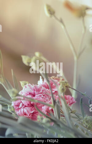 Oeillets roses en pleine floraison Banque D'Images
