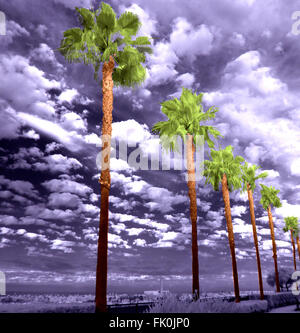 Palmiers sur le coût de la Californie, un haut contraste noir & blanc, vert et marron ciel palmiers en premier plan. Banque D'Images
