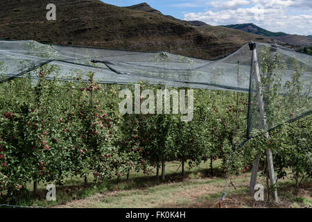 Apple orchard sous des moustiquaires Banque D'Images