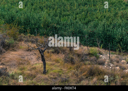 Apple Orchard dans le domaine Banque D'Images