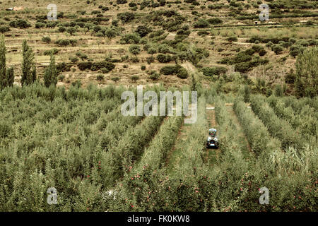 La pulvérisation du tracteur dans un verger de l'herbicide Banque D'Images