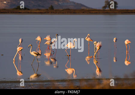 Flamingo au coucher du soleil moment dans l'île de Kos Grèce Banque D'Images