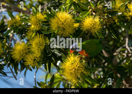 Rainbow Lorikeet (Trichoglossus haematodus) manger le nectar des fleurs d'or penda. Banque D'Images