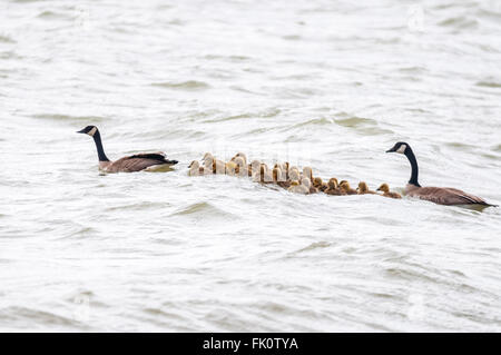 Une famille de Bernaches du Canada (Branta canadensis) se déplace sur des eaux agitées. Washington, United States. Banque D'Images