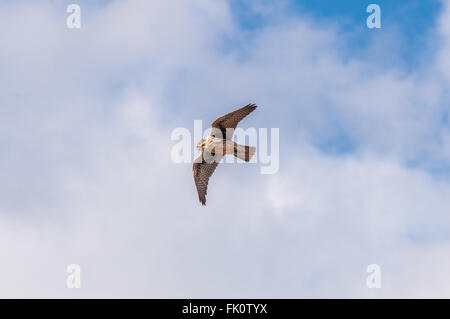 Un Faucon des prairies (Falco mexicanus) glisse dans un ciel partiellement nuageux. Près de Othello, Washington, United States. Banque D'Images