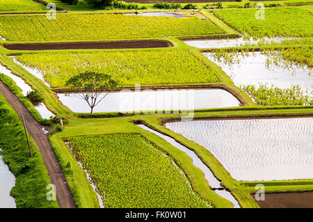 Les rizières de la vallée d'Hanalei Taro, juste à l'extérieur, Princeville Kauai. New York, United States. Banque D'Images