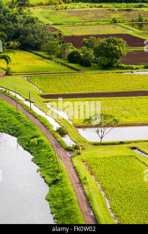 Les rizières de la vallée d'Hanalei Taro, juste à l'extérieur, Princeville Kauai. New York, United States. Banque D'Images