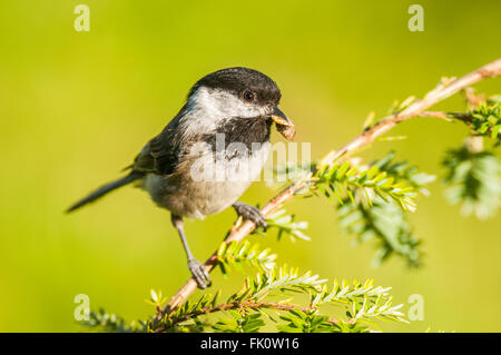 Un Chestnut-Backed adultes Chickadee (Poecile rufescens) avec les corps démembrés de l'abdomen une espèce dans son bec. Washington, USA. Banque D'Images