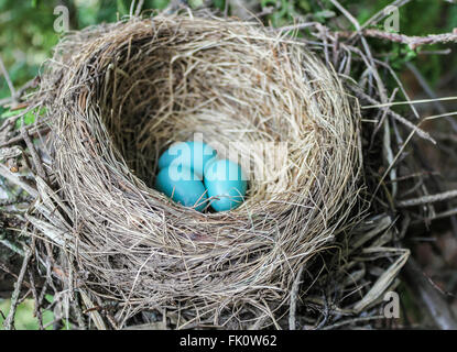 Un Robin's Nest avec trois oeufs dans c Banque D'Images