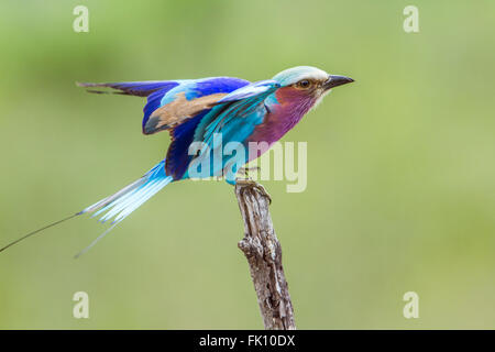 Lillac-breasted roller dans le parc national Kruger, Afrique du Sud ; Espèce Coracias caudatus famille de Coraciidae Banque D'Images