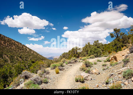 Sentier de Crête Wildrose dans Death Valley National Park, Californie Banque D'Images