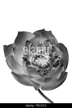 Black et white water lily (fleur de lotus), Lotus flower isolated on white background, clipping path Banque D'Images