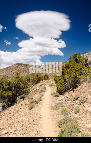 Sentier de Crête Wildrose dans Death Valley National Park, Californie Banque D'Images