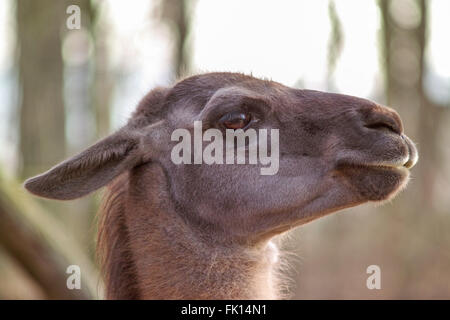 Lama au zoo Banque D'Images