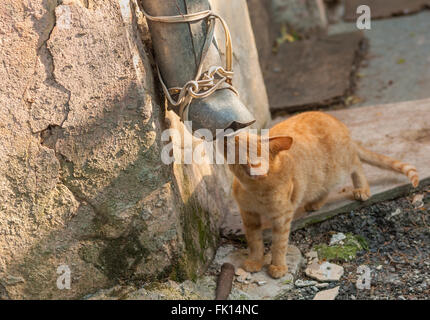 Cat Street en scène de chasse - à la recherche de la souris Banque D'Images