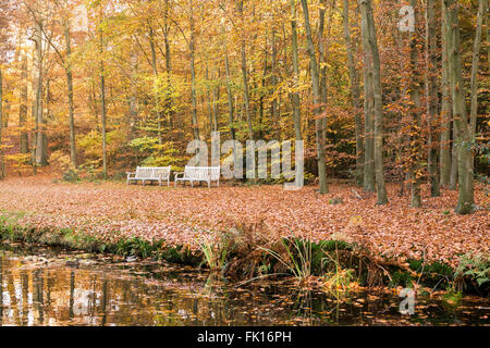 Deux bancs au bord de l'étang de et sol recouvert de vieilles feuilles tombées en automne dans les bois près de Baarn, Pays-Bas Banque D'Images