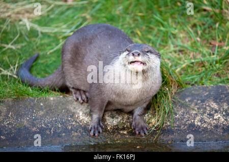 Petite Loutre griffus oriental de la rivière permanent Banque D'Images