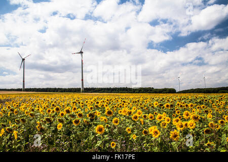 Champ de tournesols, avec les moulins à vent et ciel nuageux dans le contexte Banque D'Images