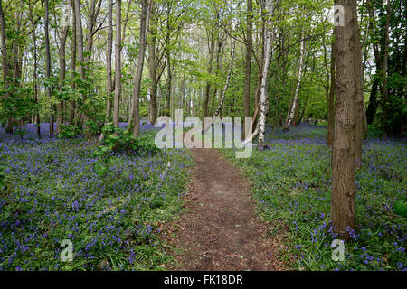 Bluebells (Endymion non-scriptus) aux côtés de plus en plus en chemin Cheshire UK Peut 54438 Bois Banque D'Images