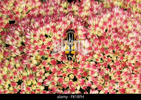 Hoverfly (Helophilus trivittatus) se nourrissant de fleurs jardin Sedum dans Cheshire UK Août 2616 Banque D'Images