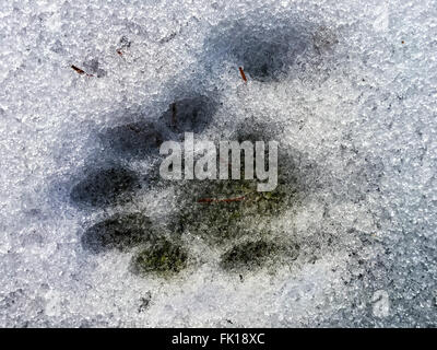 Les chats d'une empreinte dans la neige. Il est a 7 doigts de polydactyles et qui montrent à l'impression. Banque D'Images