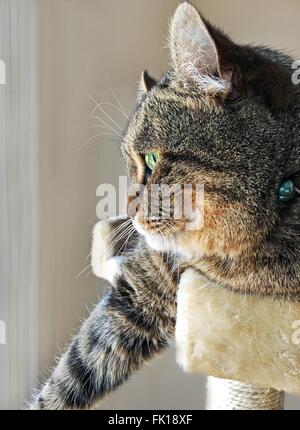 Un beau chat gris Highland Lynx sur son lit tour regarder par la fenêtre. Banque D'Images