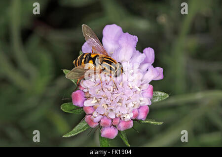 Hoverfly (Helophilus pendulus) se nourrissant de Scabious flower garden en septembre 3774 Cheshire UK Banque D'Images