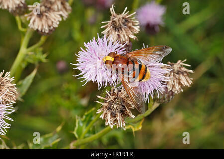 Hornet Hoverfly (Volucella zonaria) se nourrissant de Chardon des champs (Cirsium arvense) à bord du Cheshire UK Août 56595 woodland Banque D'Images