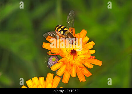 Hoverfly (Eupeodes luniger) se nourrissant de l'épervière (Hieracium aurantiacum Orange) dans la région de Meadow Cheshire UK juin 57754 Banque D'Images