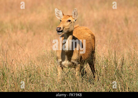 Barasingha femelle ou un marais (Rucervus duvaucelii cerf), Parc National de Kanha, India Banque D'Images