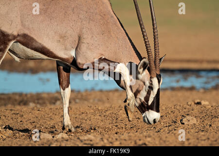 Antilope gemsbok (Oryx gazella) à un point d'eau, désert du Kalahari, Afrique du Sud Banque D'Images