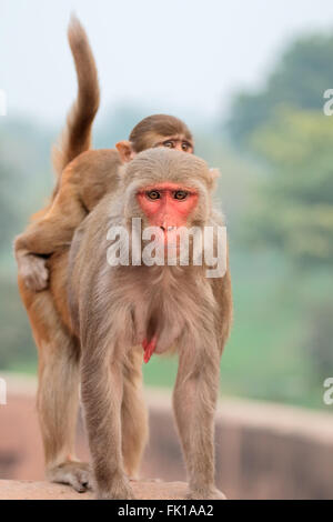 Les singes macaques rhésus (Macaca mulatta) sur les murs de Fort d'Agra, Inde Banque D'Images