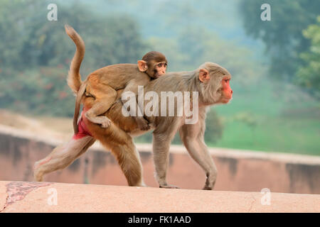 Les singes macaques rhésus (Macaca mulatta) sur les murs de Fort d'Agra, Inde Banque D'Images