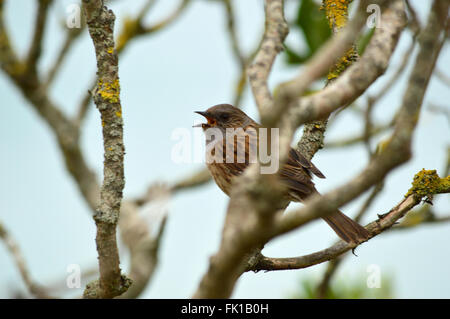 Nid - Prunella Modularis - Hedge Sparrow, Hedge Accentor ou Hedge Warbler Banque D'Images